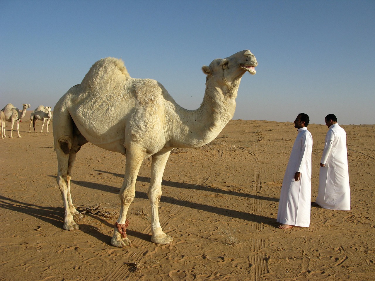 Tabuk Northern Wonders